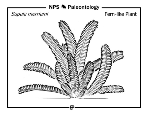 Paleozoic Fern Like Plant (Supaia Merriami) Coloring Page